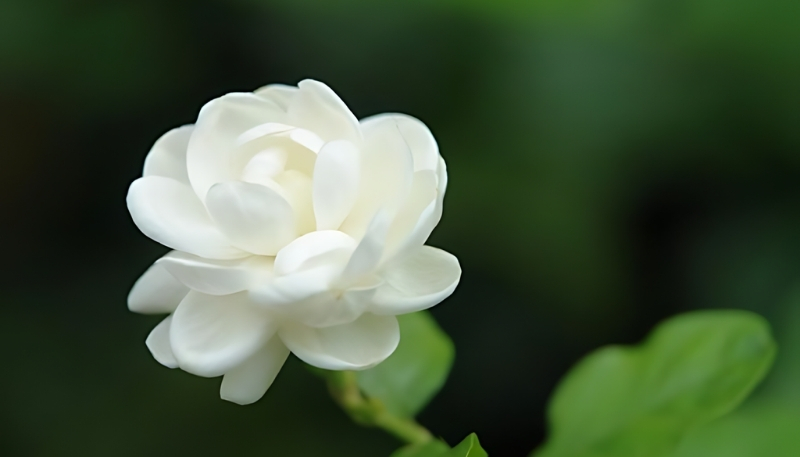 Hình nền hoa nhài cận cảnh 4k