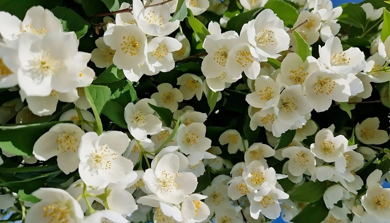 Hình nền hoa nhài đẹp 4k