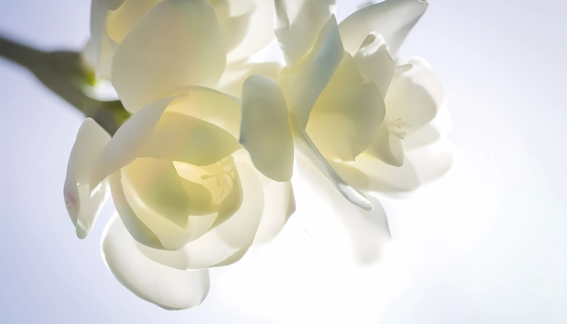 Hình nền hoa nhài nghệ thuật 4k