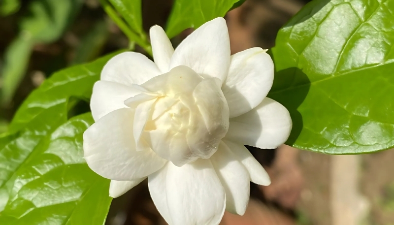 Hình nền hoa nhài sắc nét