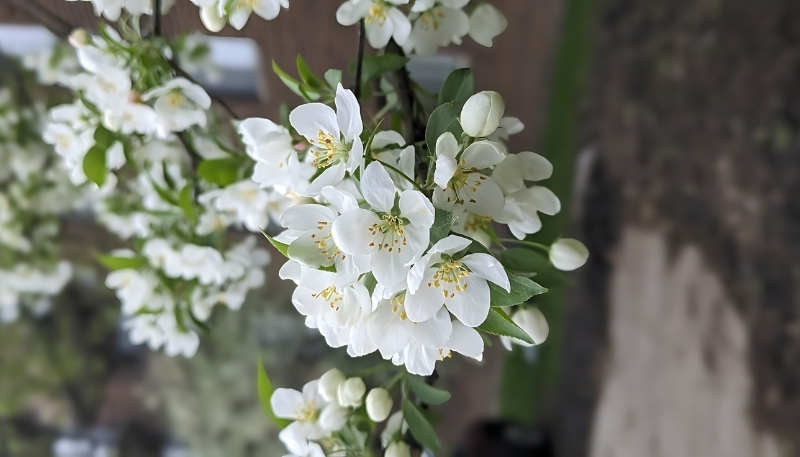 Hình nền hoa nhài trắng đẹp