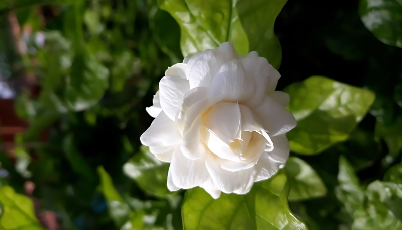 Hình nền hoa nhài trắng muốt