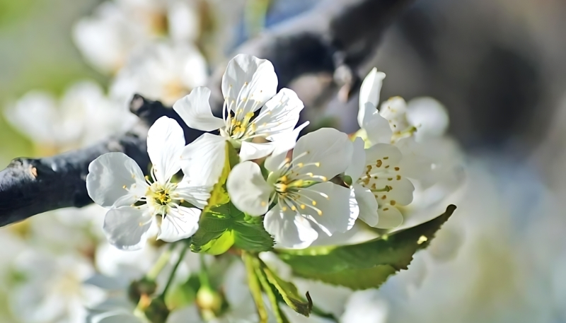 Hình nền hoa nhài trắng sắc nét