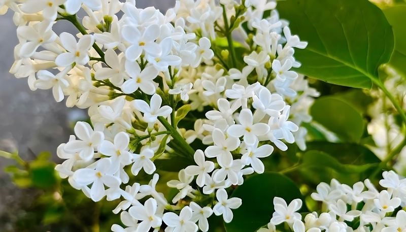 Hình nền hoa nhài trắng xinh xắn 4k