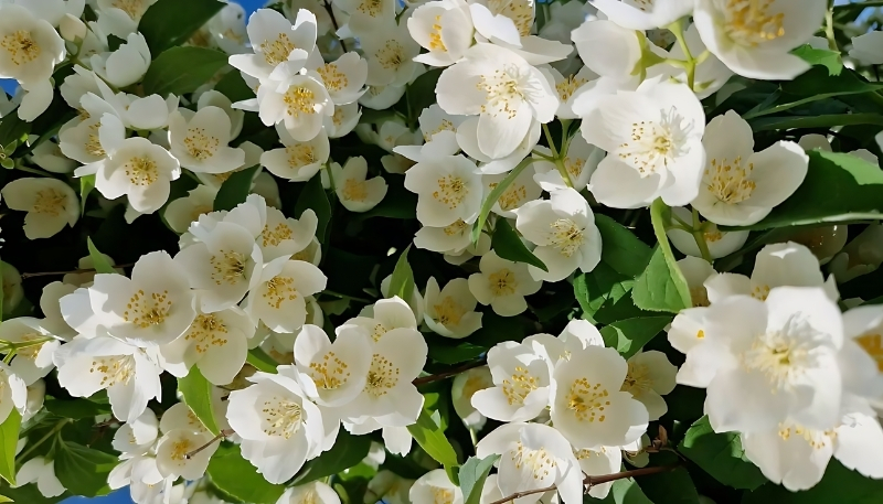 Hình nền hoa nhài trắng xinh xắn