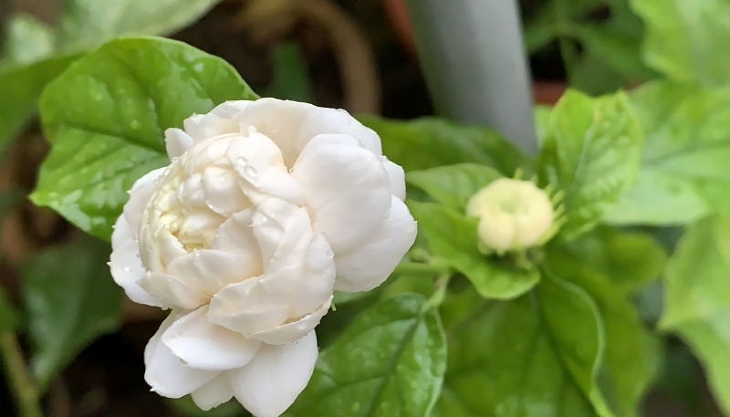 Hình nền hoa nhài trắng xinh xéo