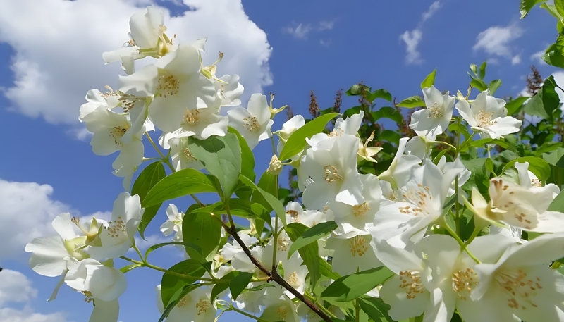 Hình nền hoa nhài trong nắng