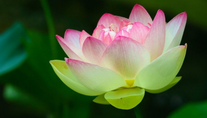 Hình nền hoa sen 4k xinh xắn