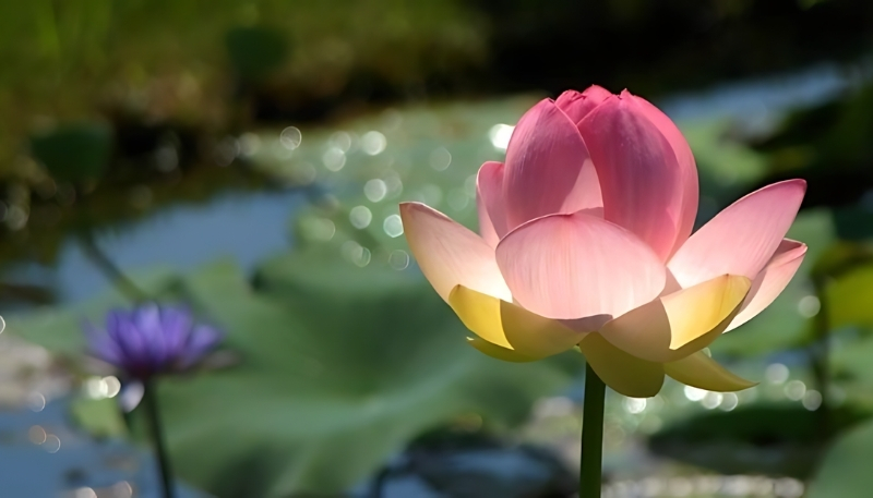 Hình nền hoa sen búp đẹp