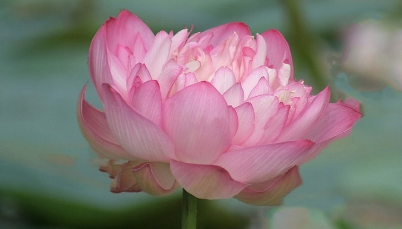 Hình nền hoa sen cận cảnh 4k