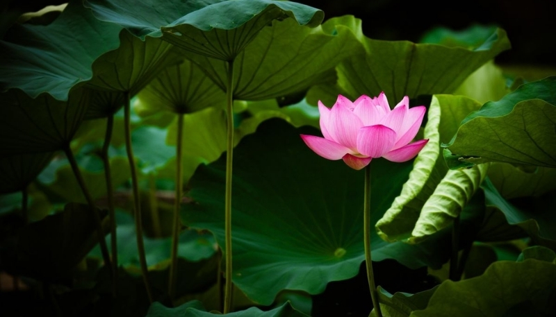 Hình nền hoa sen đẹp 4k