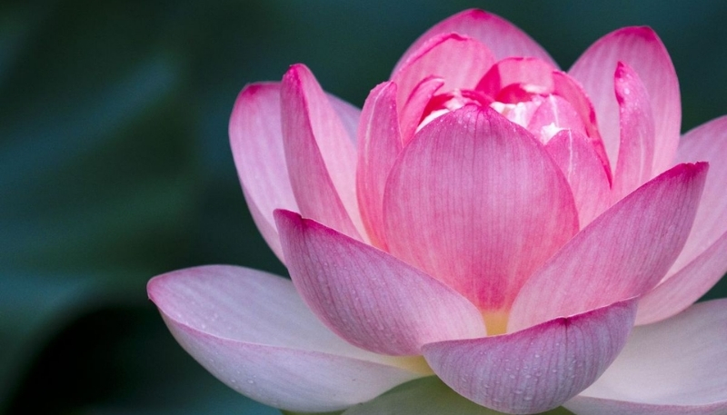 Hình nền hoa sen hồng đẹp 4k