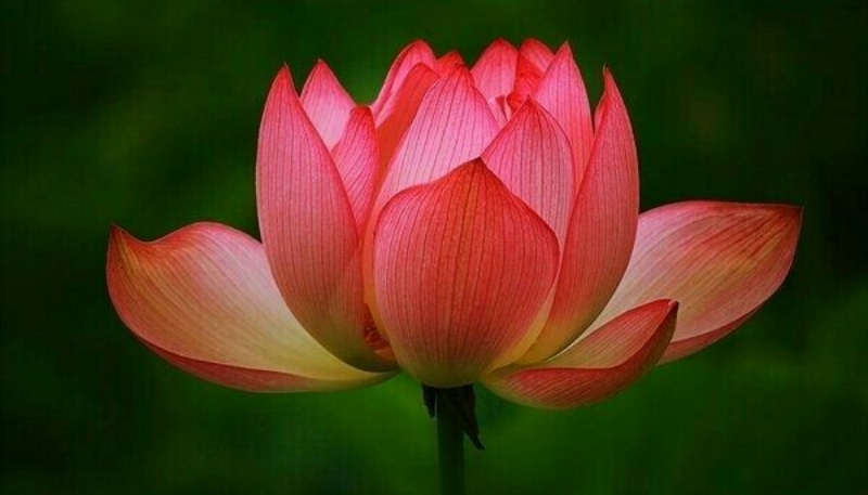 Hình nền hoa sen hồng đỏ