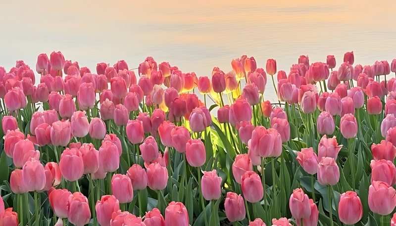 hình nền hoa tulip đẹp