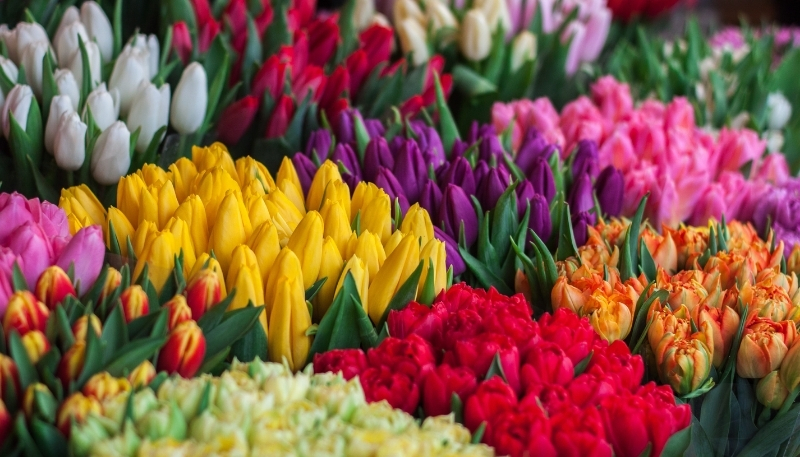 hình nền hoa tulip đủ màu