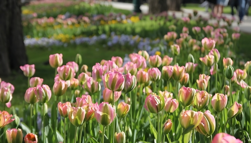 hình nền hoa tulip dưới nắng
