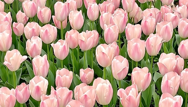 hình nền hoa tulip hồng nhẹ nhàng