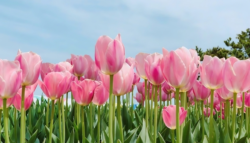 hình nền hoa tulip hồng xinh xắn