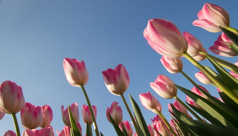 hình nền hoa tulip hồng xinh