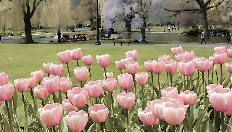 hình nền hoa tulip hồng