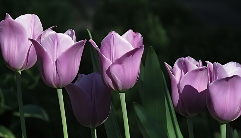 hình nền hoa tulip tím