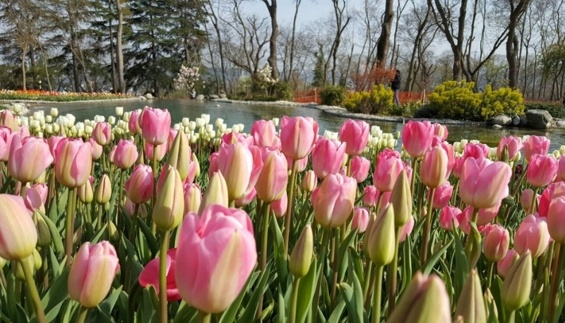 hình nền hoa tulip xinh