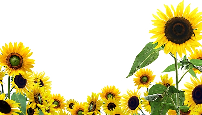 Hình nền nhiều hoa hướng dương