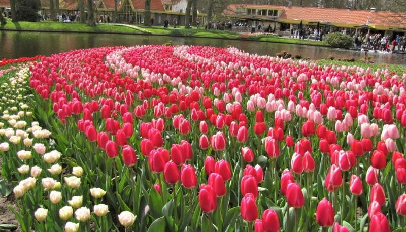 hình nền vườn hoa tulip