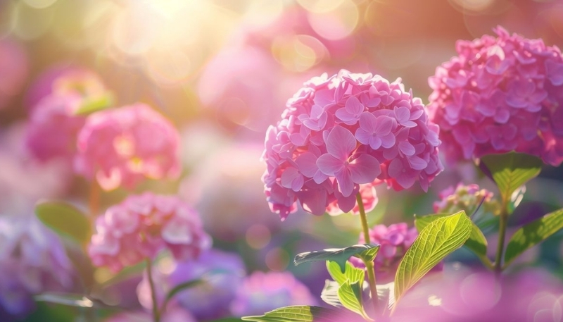 Hoa cẩm tú cầu đẹp như tranh