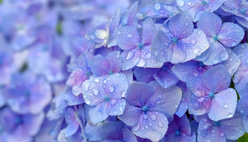 Hoa cẩm tú cầu lấp lánh ánh sáng(1) 