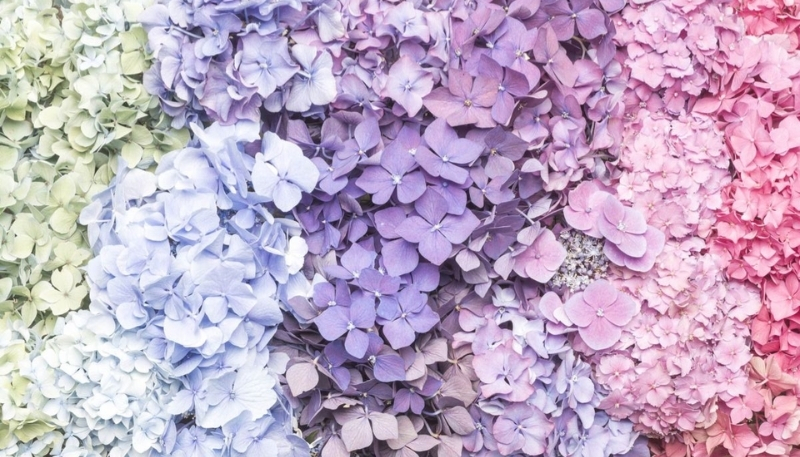 Hoa cẩm tú cầu lên đỉnh