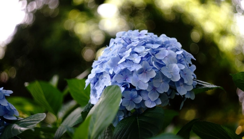 Hoa cẩm tú cầu màu xanh