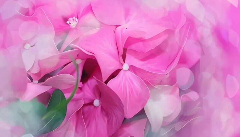 Hoa cẩm tú cầu phát triển