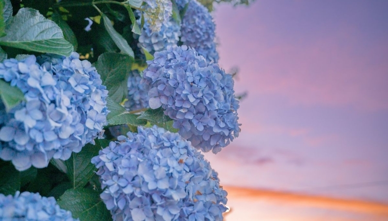 Hoa cẩm tú cầu từ gần cảnh