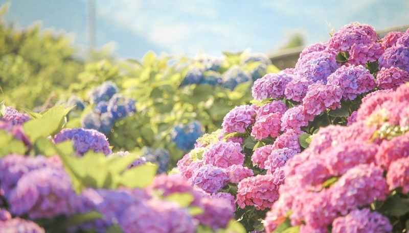 Hoa cẩm tú cầu xanh biển