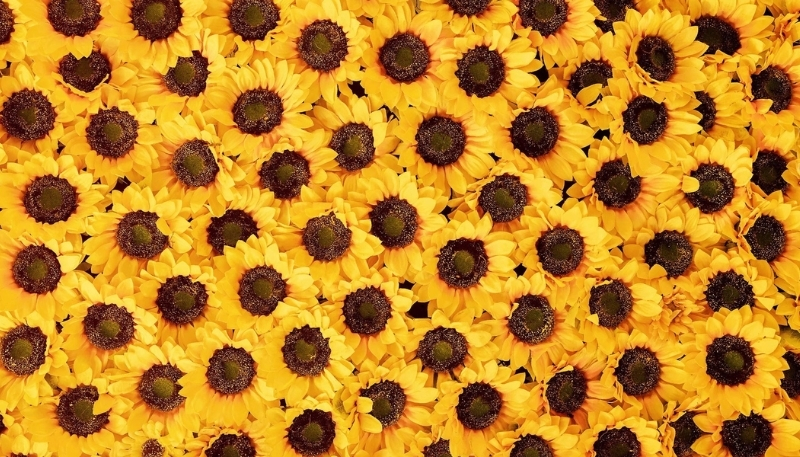 Hoa hướng dương đẹp cho máy tính