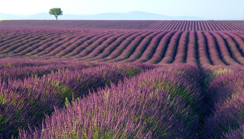 Nền cánh đồng hoa lavender đẹp