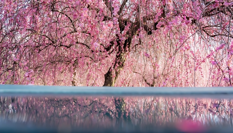 Nền hoa anh đào đẹp