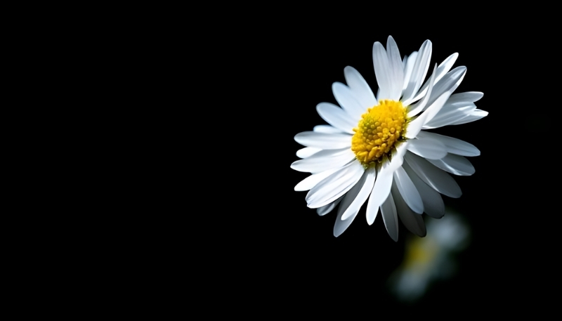 Nền hoa cúc họa mi trong lọ hoa