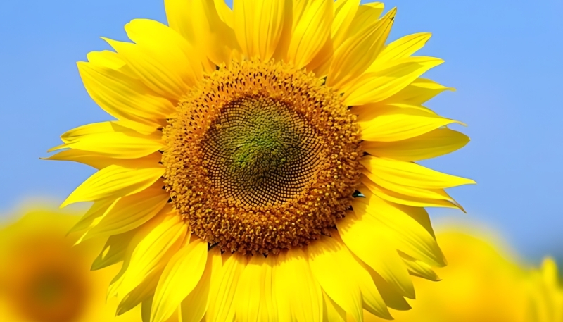 Nền hoa hướng dương cận cảnh