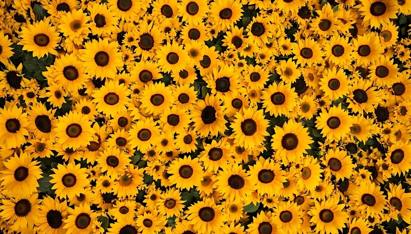 Nền hoa hướng dương cho máy tính