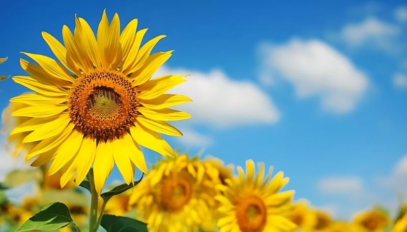 Nền hoa hướng dương đẹp sắc nét