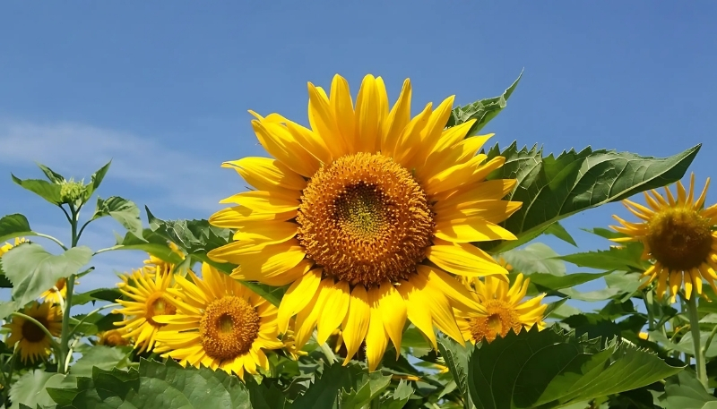 Nền hoa hướng dương trong nắng đẹp