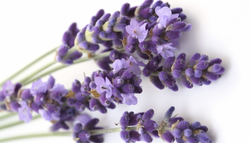 Nền hoa lavender cận cảnh đẹp