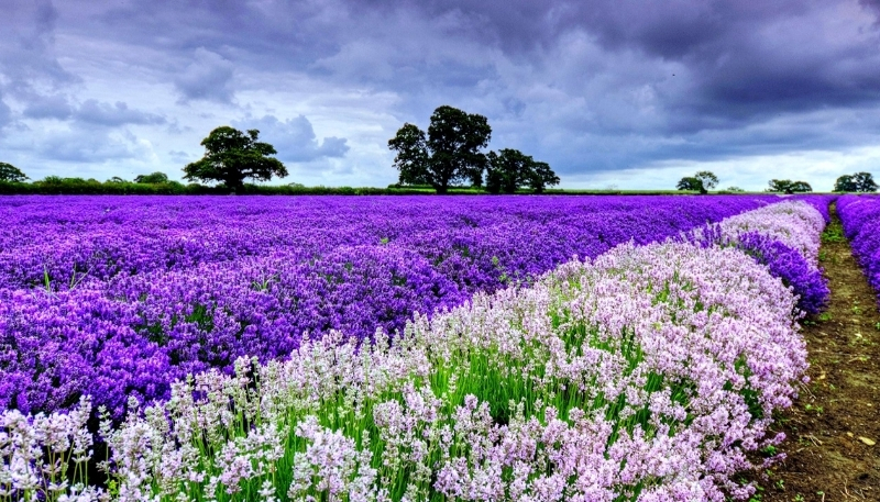Nền hoa lavender tím mong manh