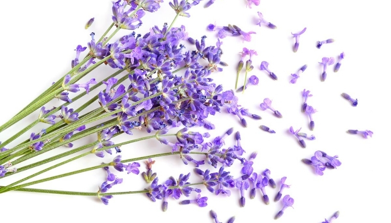 Nền hoa lavender tím nền trắng