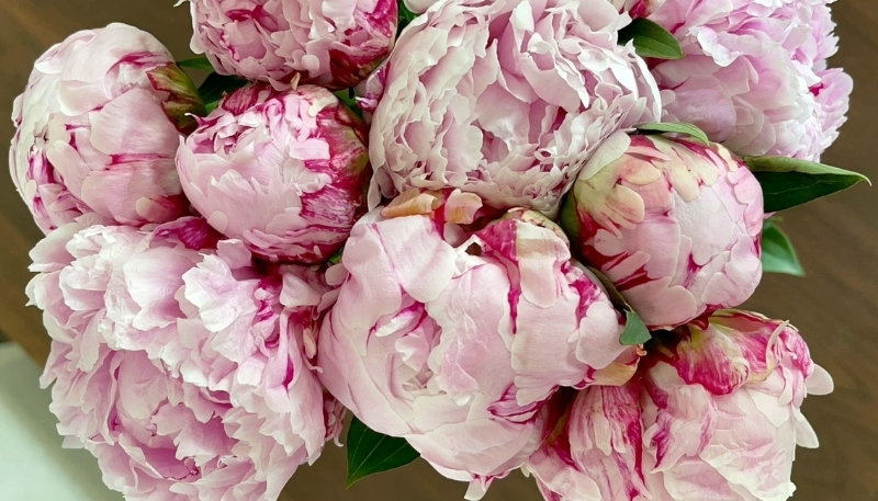 Nền hoa mẫu đơn hồng nhẹ nhàng