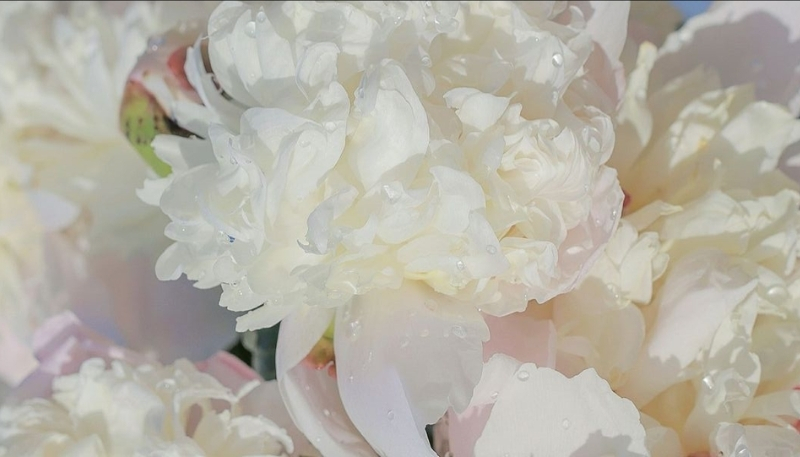 Nền hoa mẫu đơn trắng mềm mại