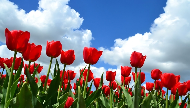 nền hoa tulip đỏ