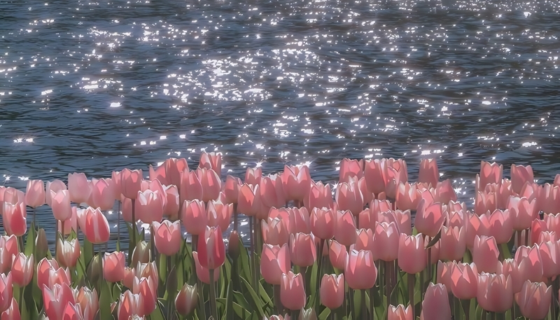 nền hoa tulip hồng lấp lánh